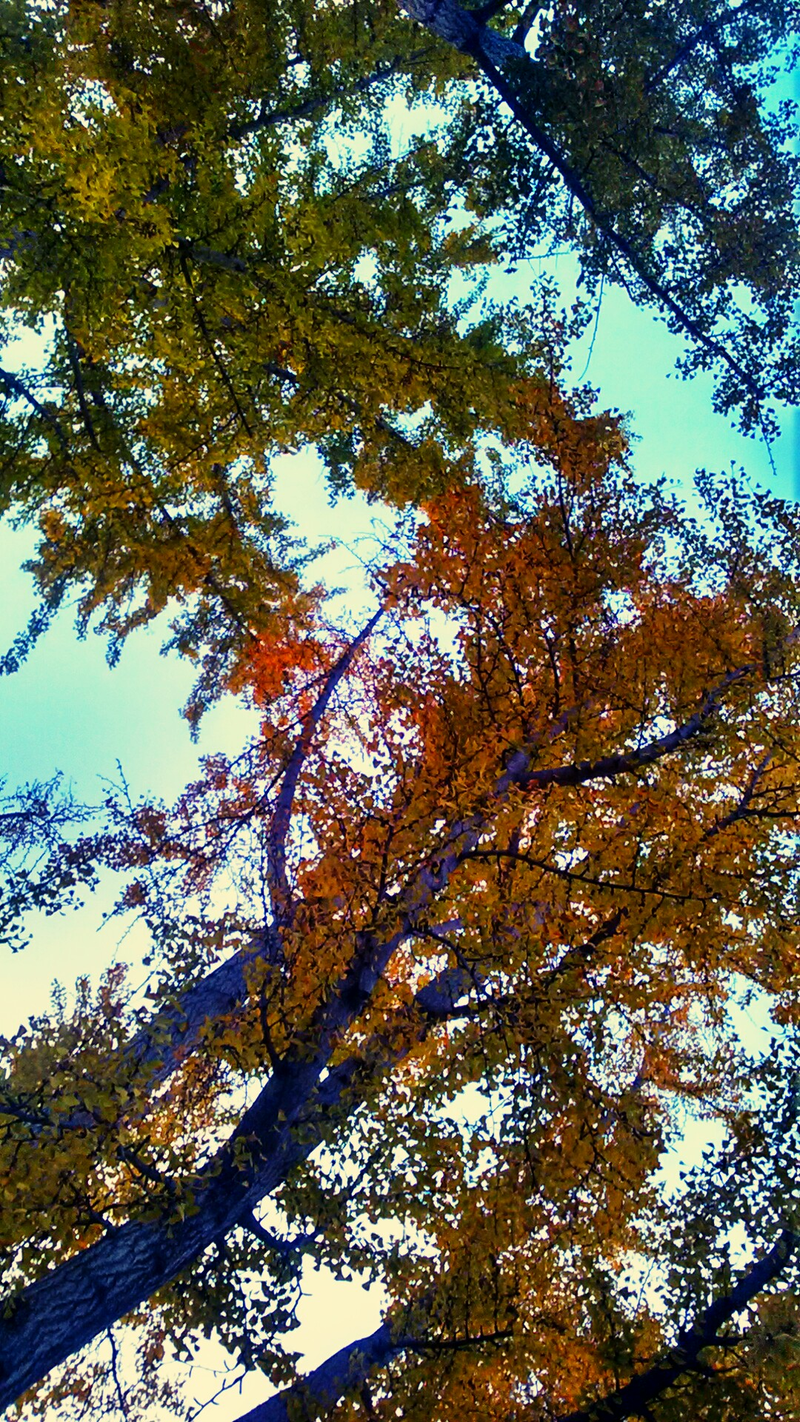 Illustration for article titled 48 Photos Of Autumn Around The World